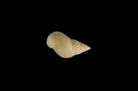 藏品(翻唇玉黍螺)的圖片